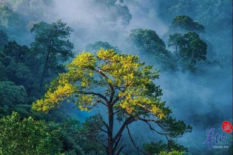 韶關車八嶺：姹紫嫣紅的晚秋美景
