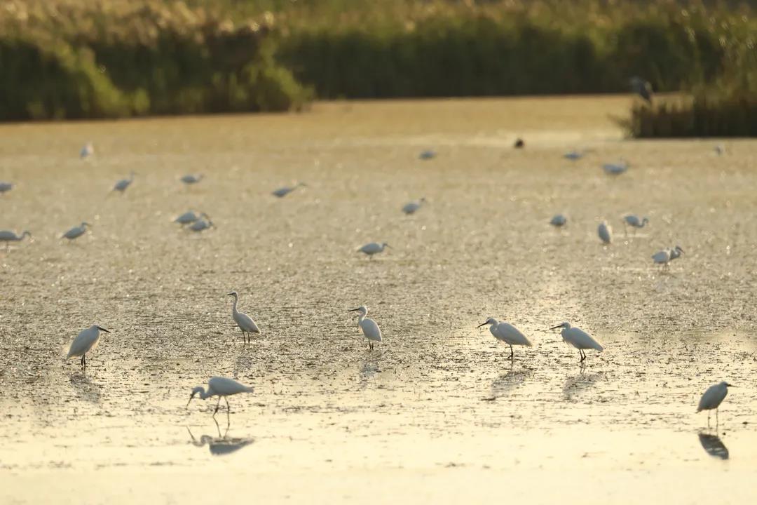 我國(guó)首次對(duì)保護(hù)濕地立法！將實(shí)行濕地面積總量管控