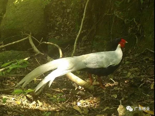 小靈貓、豹貓等&ldquo;國保&rdquo;動物現身東源康禾保護區！