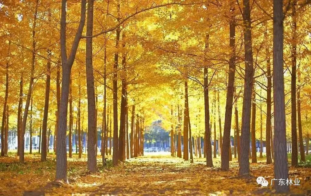 名單出爐！廣東公布省十大樣板鎮村林場