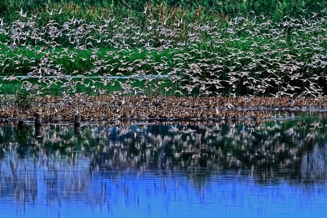 深圳共記錄野生動植物2671種，看看你能認出多少？