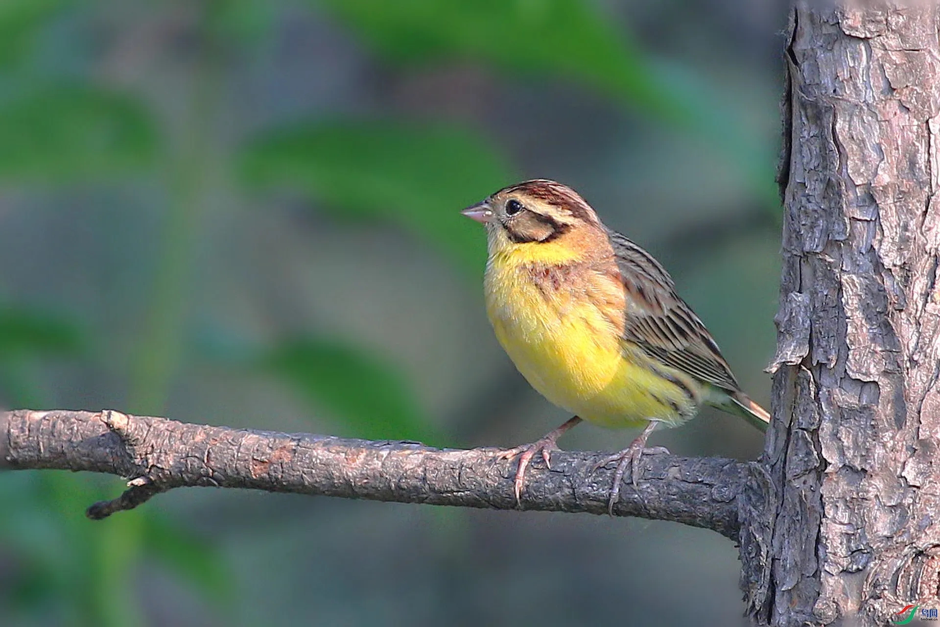 澳盾身邊的自然觀察&mdash;&mdash;遷徙中的黃胸鹀