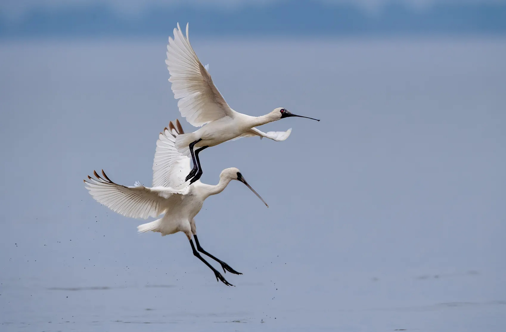 嶺南之南③丨來了就是深圳鳥！