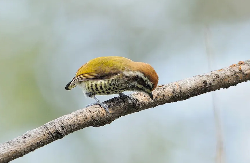 澳盾身邊的自然觀察&mdash;&mdash;斑姬啄木鳥
