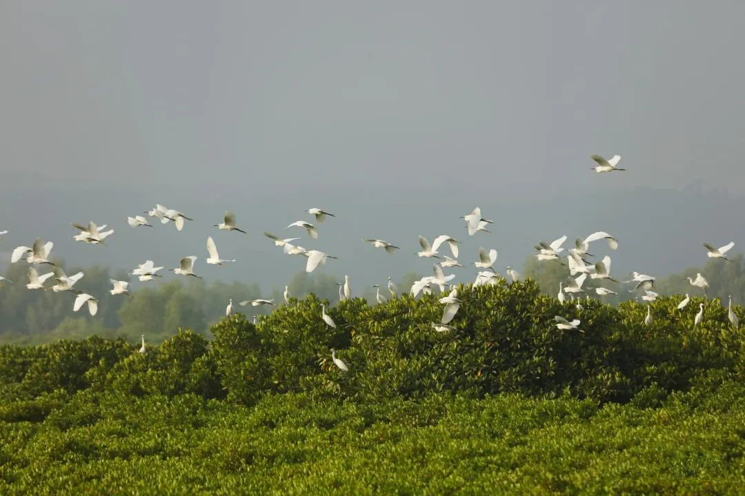 湛江紅樹林金秋迎來&ldquo;老朋友&rdquo;