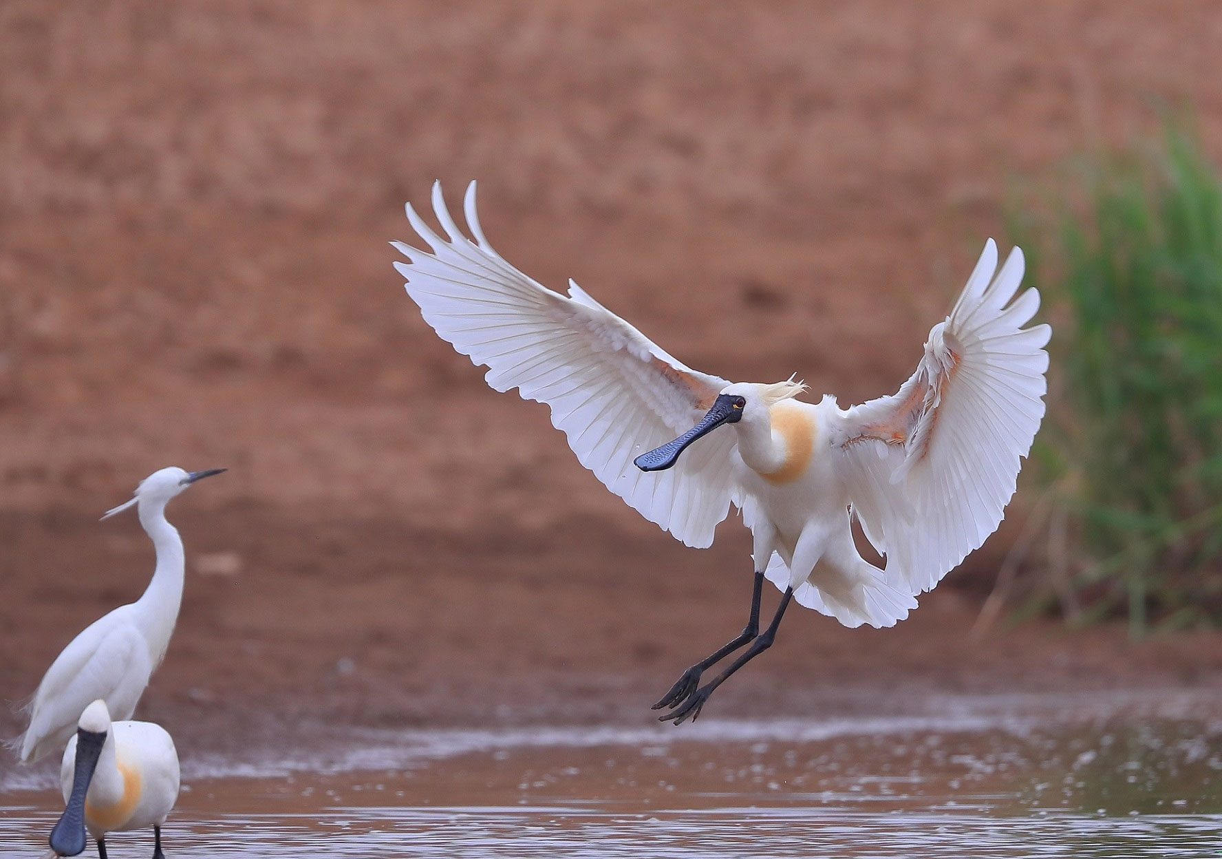 澳盾身邊的自然觀察&mdash;&mdash;黑臉琵鷺
