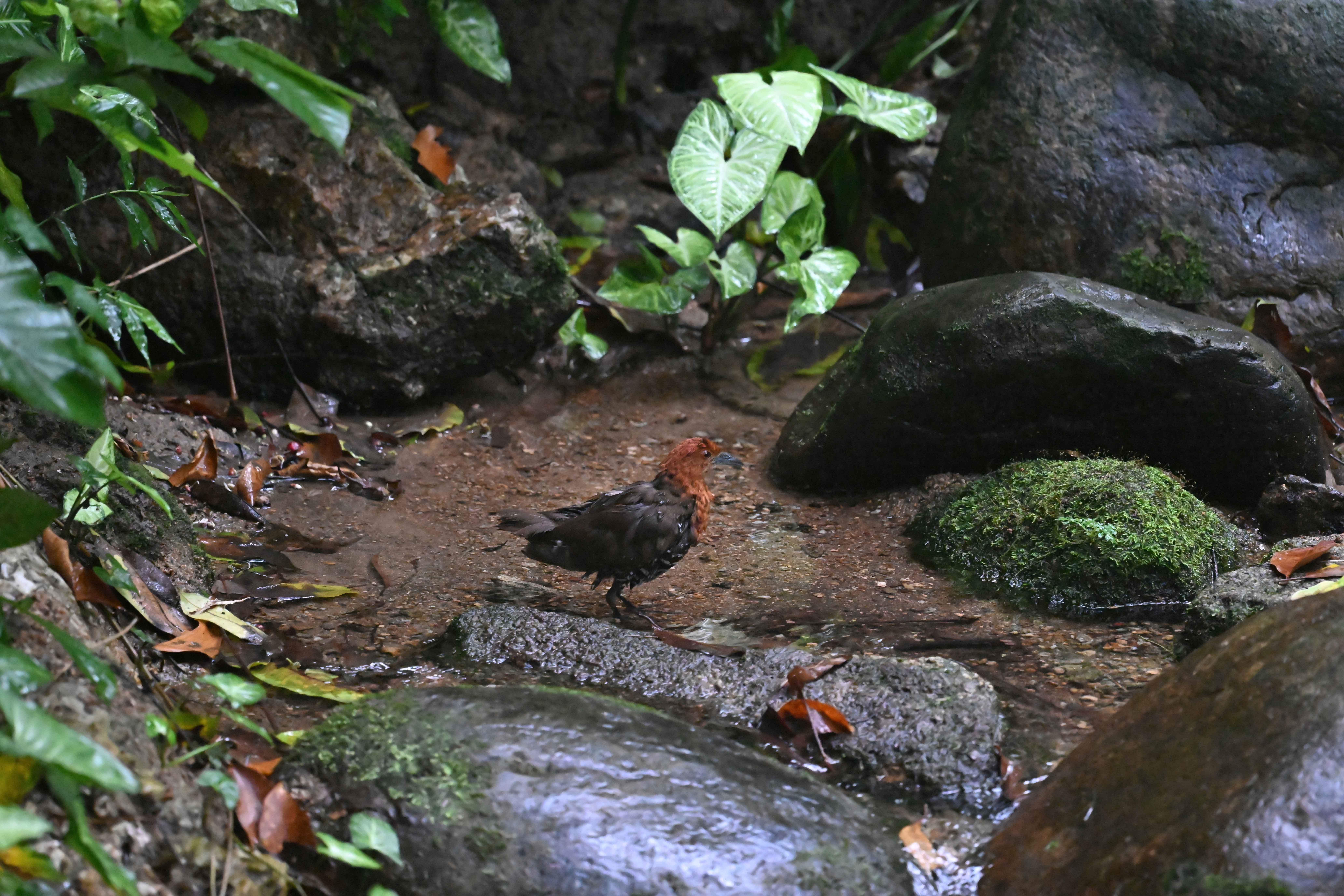 澳盾身邊的自然觀察&mdash;&mdash;白喉斑秧雞